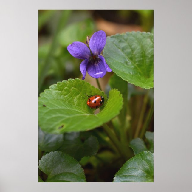 Affiche Ladybug sur les fleurs de violet doux (Devant)