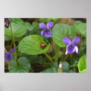 Affiche Ladybug sur les fleurs de violet doux