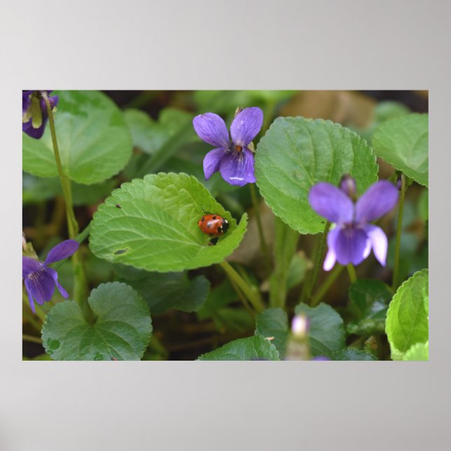 Affiche Ladybug sur les fleurs de violet doux (Devant)