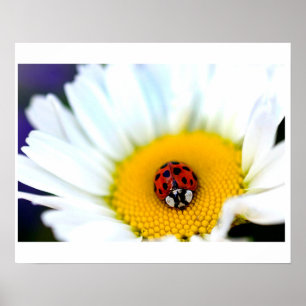 Affiche Ladybug sur White Daisy