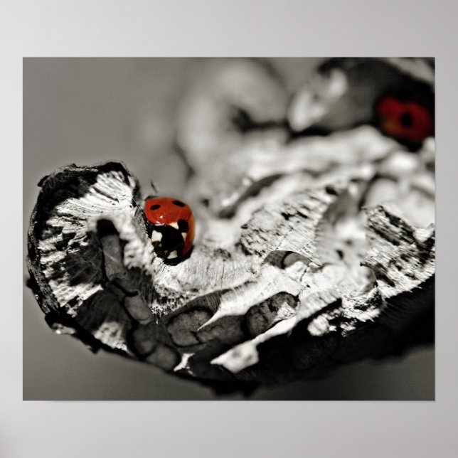 Affiche Ladybugs (Devant)