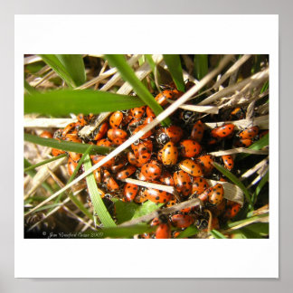 Affiche Ladybugs (Coccinellidae)