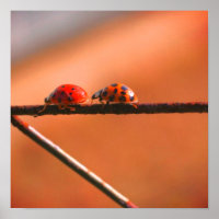 Ladybugs Jouer Suivre Le Leader Fermer