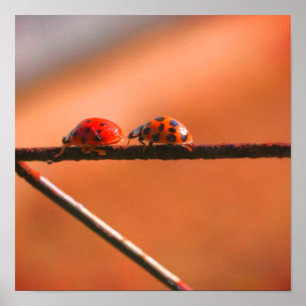 Affiche Ladybugs Jouer Suivre Le Leader Fermer