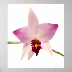 Affiche Laelia Ancep