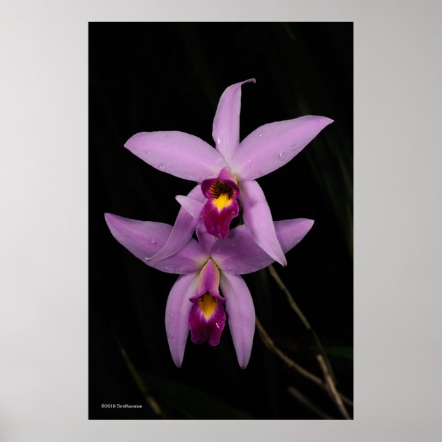 Affiche Laelia Anceps (Devant)