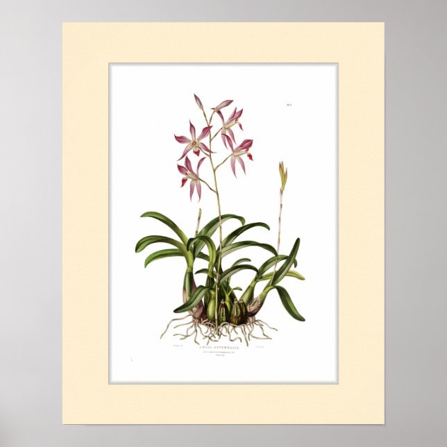 Affiche Laelia autumnalis, Bordure personnalisée (Devant)