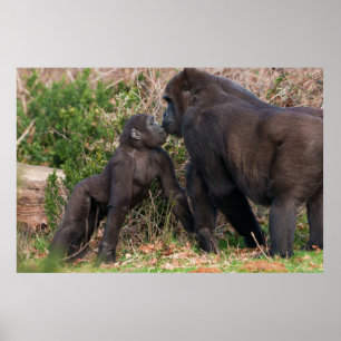 Affiche L'affection de Gorilla Baby pour maman