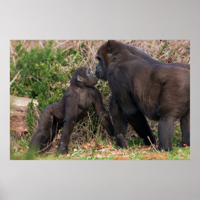 Affiche L'affection de Gorilla Baby pour maman (Devant)