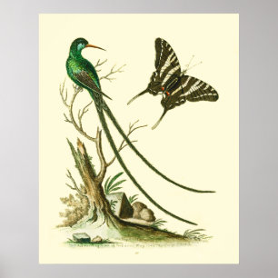 Affiche L'affiche à bec rouge Streamertail Hummingbird