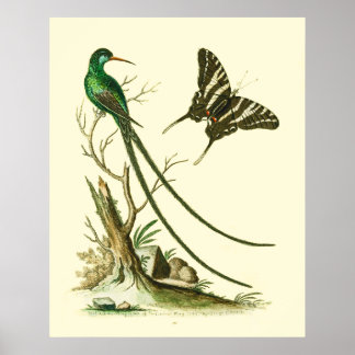 Affiche L'affiche à bec rouge Streamertail Hummingbird