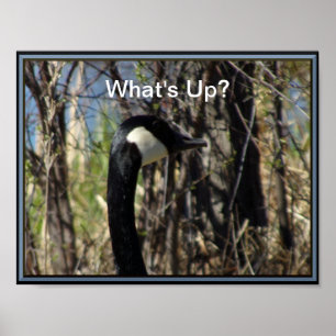 Affiche L'affiche canadienne de l'oie