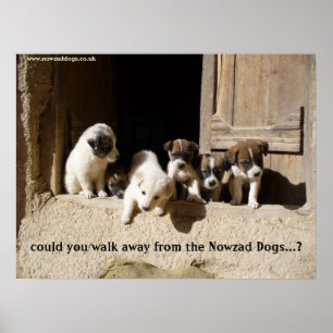 Affiche L'affiche de Nowzad Puppies
