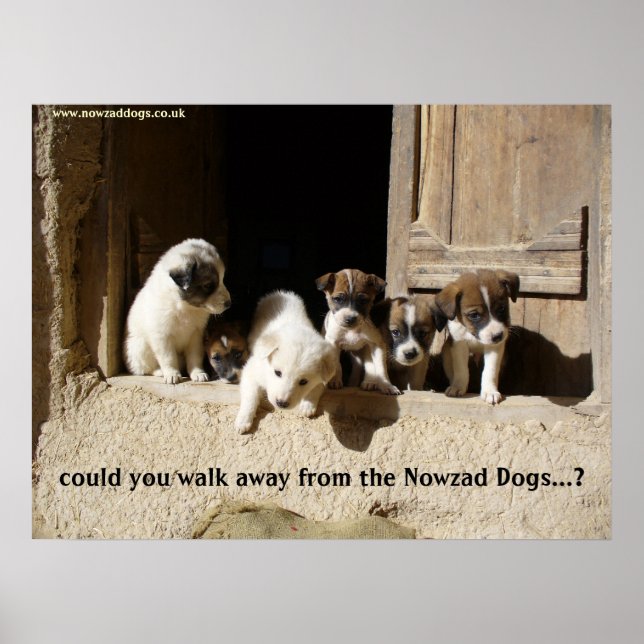 Affiche L'affiche de Nowzad Puppies (Devant)