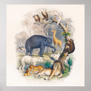 Affiche L'affiche de règne animal