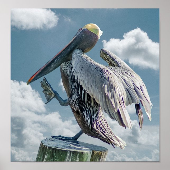 Affiche L'affiche du pélican dansant (Devant)