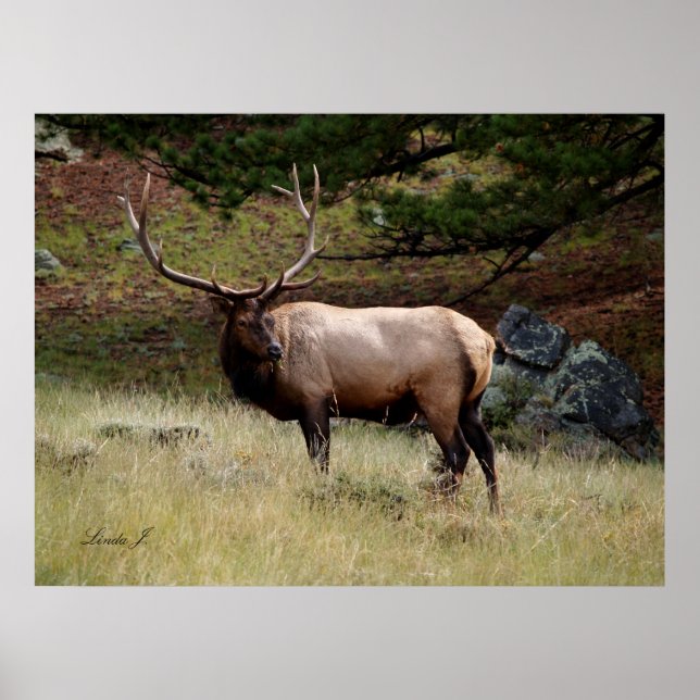 Affiche L'affiche Elk in the Wild (Devant)