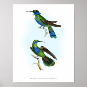 Affiche L'affiche LA PLUS DE HAUTE QUALITÉ des colibris de