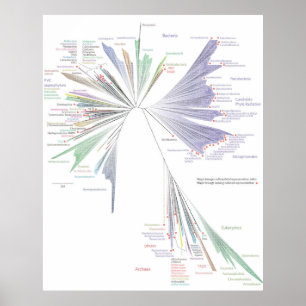 Affiche L'affiche New Tree Of Life (GRAND)