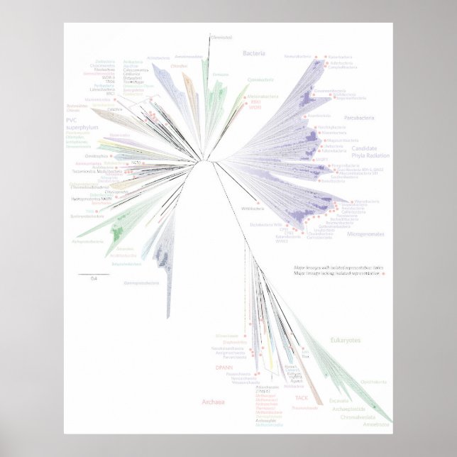 Affiche L'affiche New Tree Of Life (GRAND) (Devant)