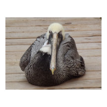 L'affiche Ornery Pelican