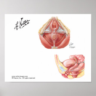 Affiche L'affiche Pelvic Floor