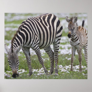Affiche L'Afrique. La Tanzanie. Mère et colt de zèbre à