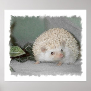 Affiche Lagopède alpin le hérisson