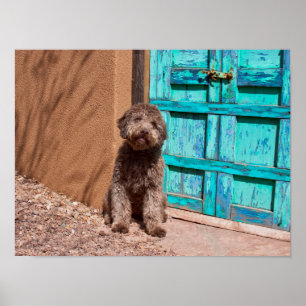 Affiche Lagotto Romagnolo Attend Par Une Porte Bleue