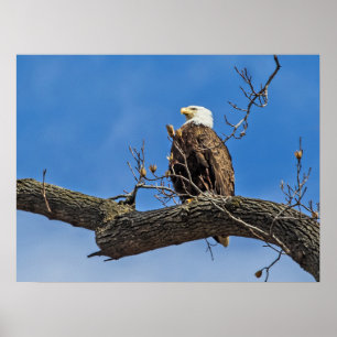 Affiche L'aigle royal chauve
