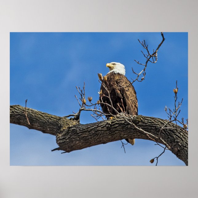 Affiche L'aigle royal chauve (Devant)