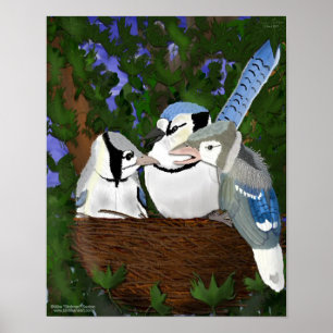 Affiche Laissant au nid l'affiche de geai bleu