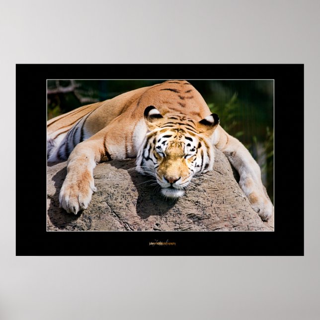 Affiche Laisser Dormir Les Tigres Mentir (Devant)
