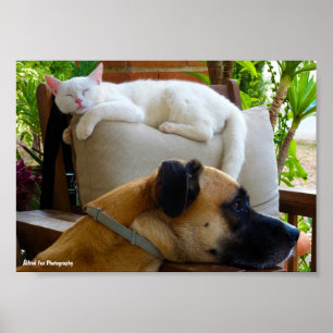 Affiche Laissez les chats endormis