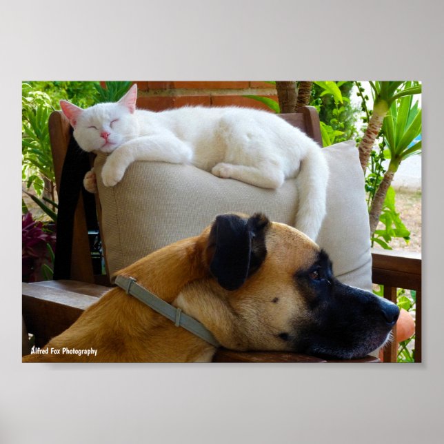 Affiche Laissez les chats endormis (Devant)