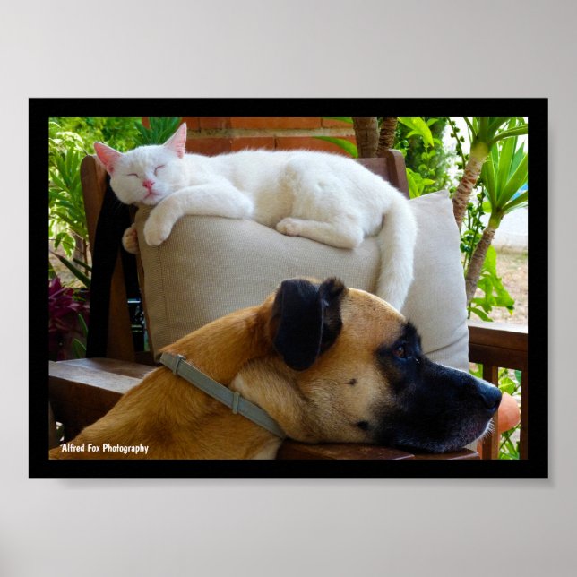 Affiche Laissez les chats endormis (Devant)