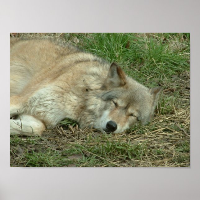 Affiche laissez les loups dormir mentir (Devant)