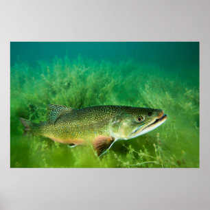 Affiche Lake Trout Portrait, Emerald Lake, Montana