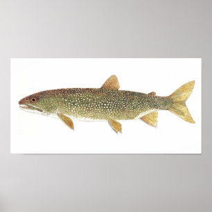 Affiche Lake Trout Watercolor Print