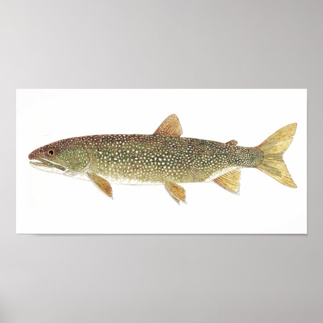 Affiche Lake Trout Watercolor Print (Devant)