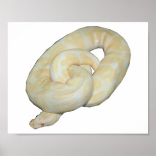 Affiche L'albinos gaffent l'abeille