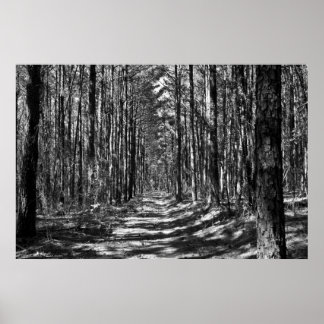 Affiche L'allée à travers le Pine Sentinels B&W