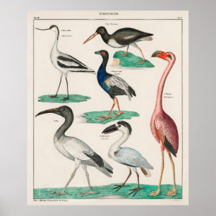 Affiche L'Allgemeine Naturgeschichte d'Oken