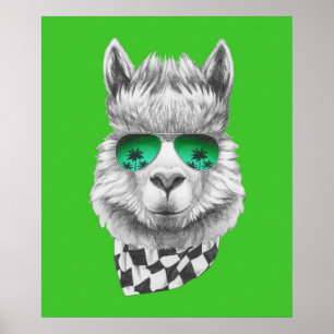 Affiche lama de Californie