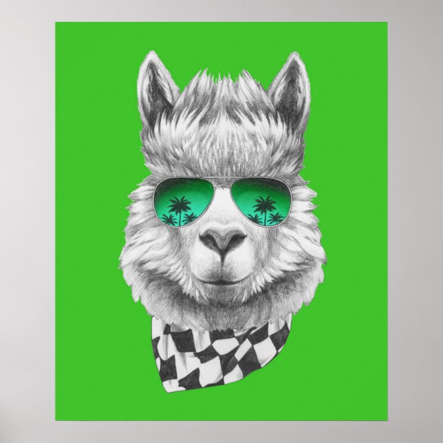 Affiche lama de Californie (Devant)