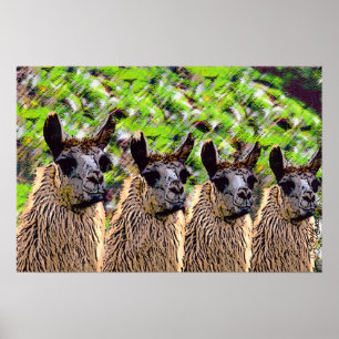 Affiche 'Lama de Se de Como ? '