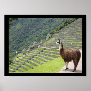 Affiche lama péruvien