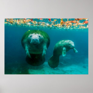 Affiche Lamantin mère avec son veau à Crystal River