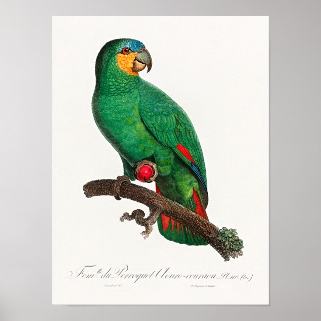 Affiche L'Amazone à ailes orange (Devant)