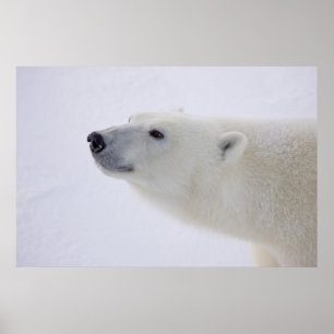 Affiche L'Amérique du Nord, Canada, Manitoba, Churchill. 7